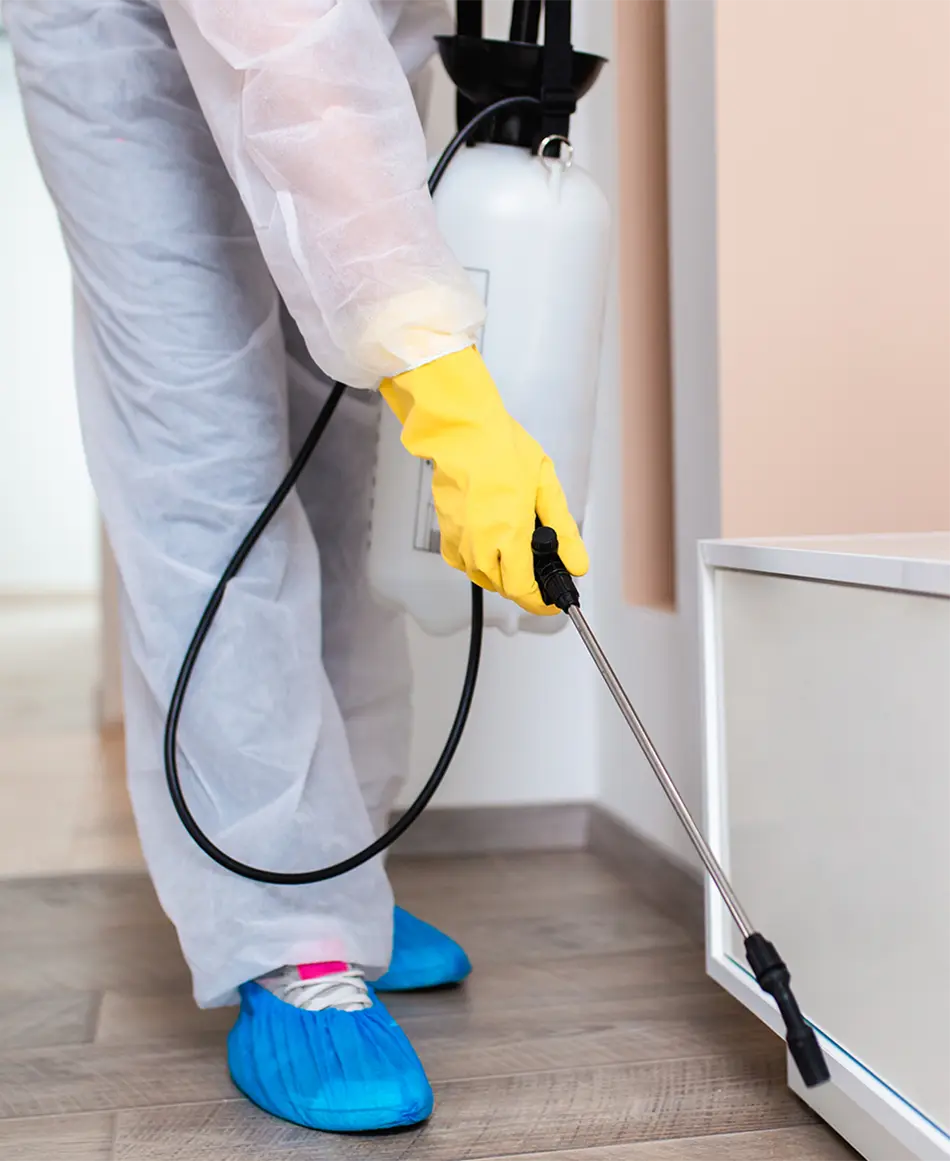 rodent-droppings-cleanup-services